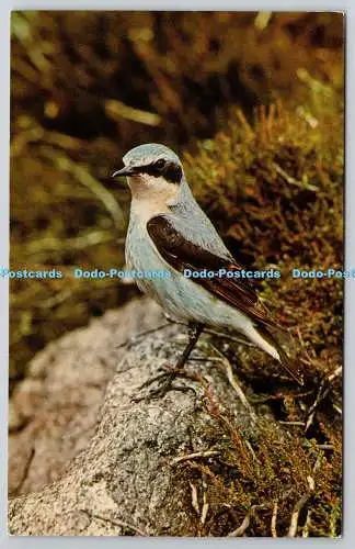 R739716 Wheatear J Salmon Sevenoaks