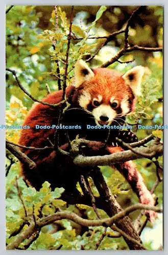 R739777 Red Panda The Zoological Society of London M Lyster