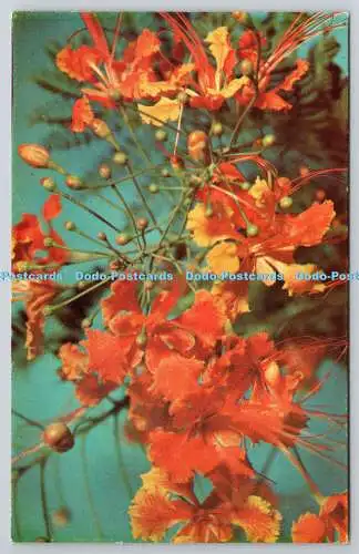 R739790 W I Barbados Pride of Barbados C L Pitt Letchworth Presse