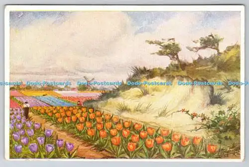 R740132 Tulpen J Philip Kruseman La Haye Holland