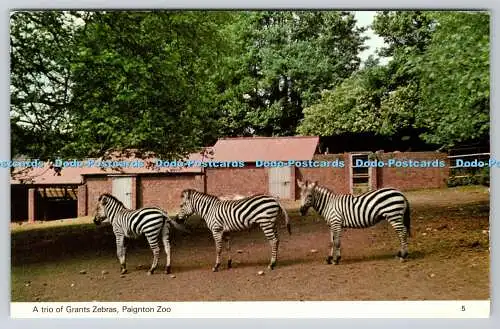 R741037 Paignton Zoo A Trio of Grants Zebras E T W Dennis W E Francis