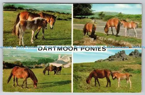 R741049 Dartmoor Ponys J Salmon Sevenoaks PM South Devon 1976 Multi View