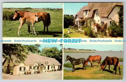 R741112 New Forest E T W Dennis Scarborough Multi View