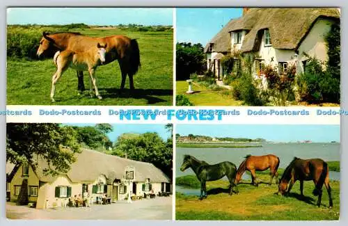 R741116 New Forest E T W Dennis Scarborough Multi View