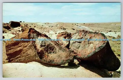 R741347 Arizona Petrified Forest National Monument Versteinerte Baumstämme im Regenbogen