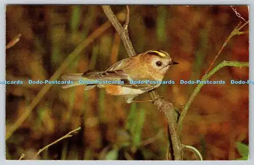 R741350 British Birds Goldcrest J Salmon Sevenoaks