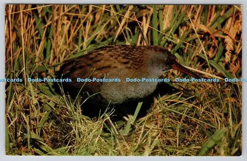 R741382 Water Rail J Salmon Sevenoaks