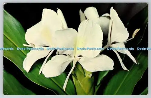 R741387 Hawaii White Ginger Blossoms Ray Helbig Hawaiian Service Mirro Krome H S