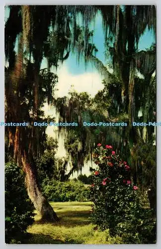 R743060 Live Oaks and Camellias Mirro Krome H S Crucker Florida