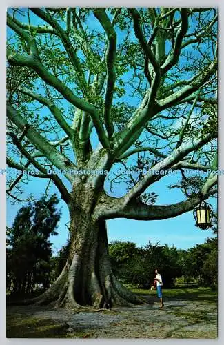 R743081 Kapok Tree Bombax Malabaricum Ted Lagerberg Koppel Farbkarten Florida N