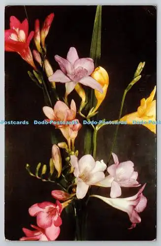 R743142 Freesias Cotman Color Jarrold PM Sussex 1961