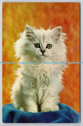 R743261 Katze PT33 Postkarte