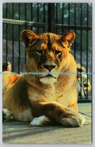 R743307 Lyon Lioness at the London Zoo M Lyster Photo Precision Ltd