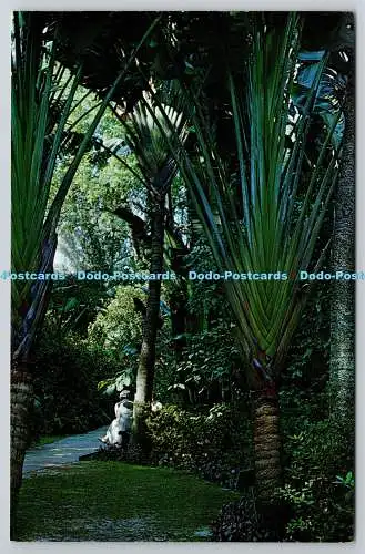 R743366 The Travelers Tree Sunken Gardens St Petersburg Florida Ted Lagerberg Fl