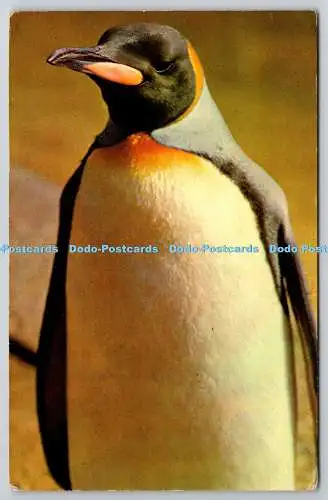 R743393 King Penguin M Lyster The Zoological Society of London Regent Park Whips