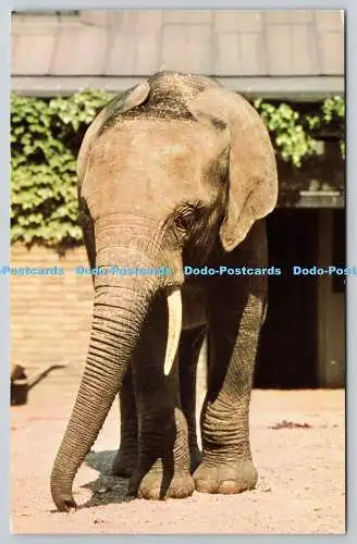 R743414 African Elephant M Lyster The Zoological Society of London