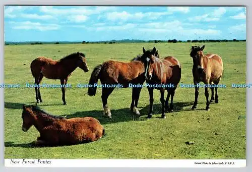 R738753 Südengland New Forest Ponys John Hinde F R P S London PM Bournemo