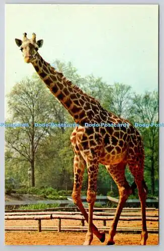 R746025 Giraffe The Zoological Society of London M Lyster