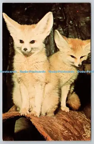 R746026 Fennec Foxes The Zoological Society of London M Lyster