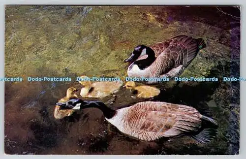 R743541 Enten Eine Szene in der Nähe von Bracebridge Muskoka Ontario Prismaflex Farbe Wilson D