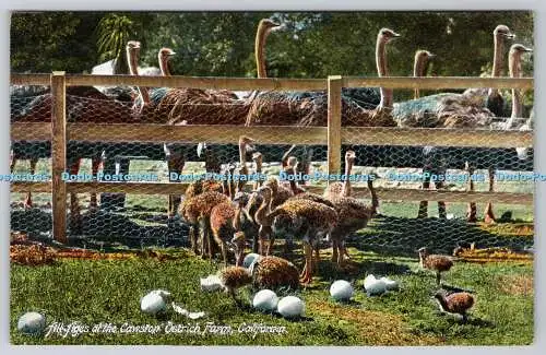 R746600 California All Ages at the Cawston Ostrich Farm M Rieder Los Angeles