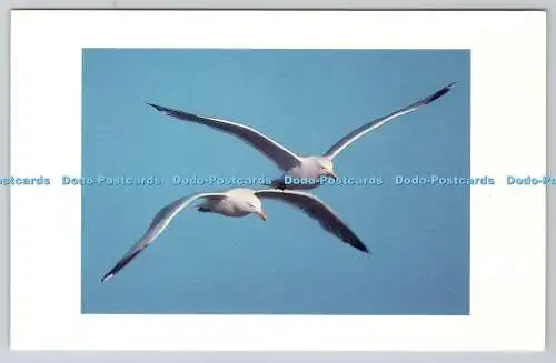 R743607 Seagulls Up and Down P R Hornby Karten Ocean Park ME