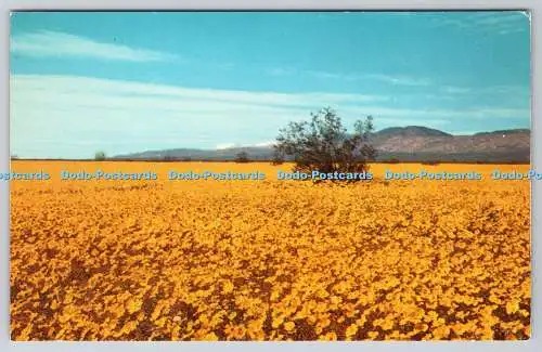 R746631 Der Frühling in der kalifornischen Mojave-Wüste bringt eine der am meisten w