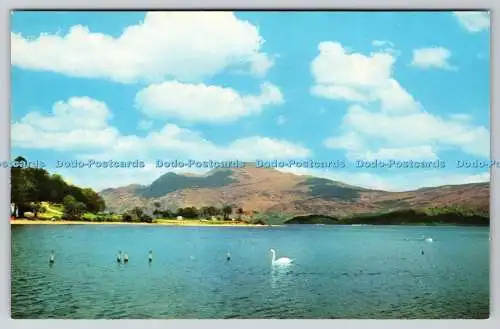 R743673 Swan Loch Lomond von Ben Lomond E T W Dennis Scarborough