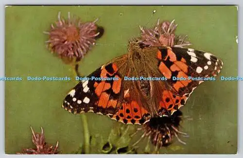 R743701 British Butterflies Painted Lady J Salmon Ltd Sevenoaks