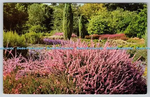 R743936 R H S Gardens Wisley The Heath Garden mit Calluna Peter Sparkes im Vordergrund