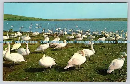 R744048 The Swannery Abbotsbury Nr Weymouth Dorset A J Howard Plastichrome