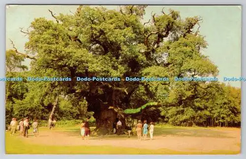 R744102 Major Oak in Sherwood Forest Nottinghamshire E T W Dennis Scarborough PM