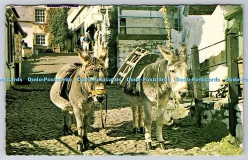 R744174 Esel Peter und Paul Clovelly PM Bude 1965