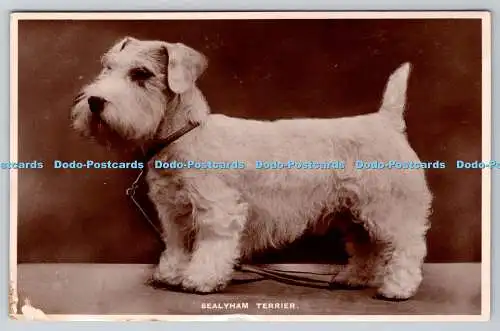 R747259 Sealyham Terrier Tuck No 3894 A RP