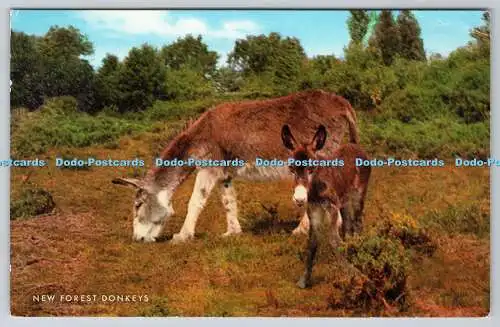 R744291 New Forest Donkeys J Salmon Ltd Sevenoaks PM Southampton 1983