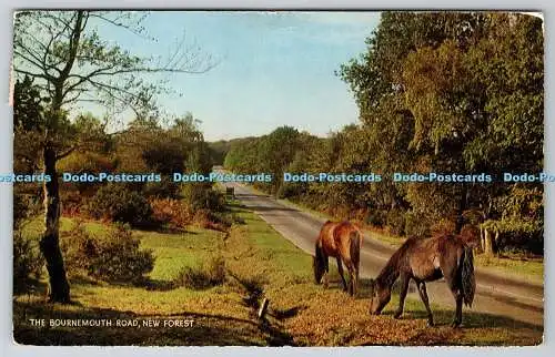 R744297 The Bournemouth Road New Forest Horses J Salmon Ltd Sevenoaks Cameracolo