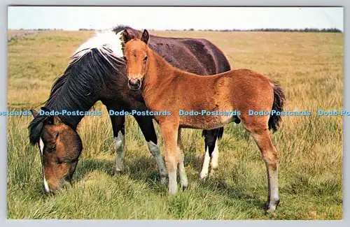 R744299 Ponys Mutter und Sohn Plastichrome Norfolk A W Besley