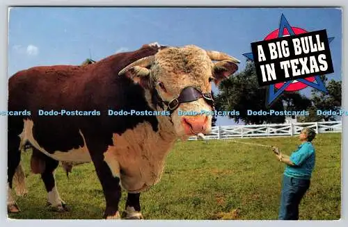 R744386 A Big Bull in Texas A Lot o Bull John Hinde A W Distributors and Importe