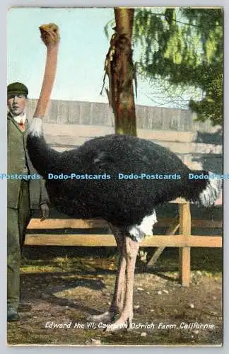 R745636 California Edward the VII Cawston Ostrich Farm M Rieder No 4258