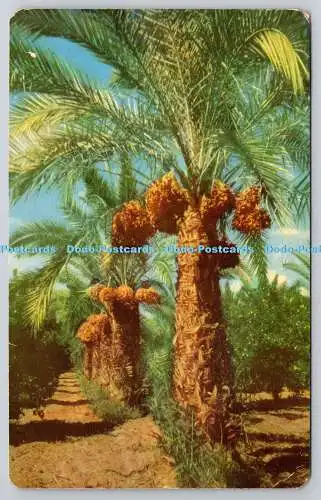 R745650 Date Palms Egypt and Arabia Bob Petley 1950