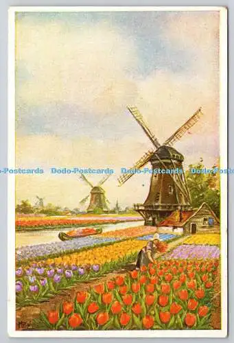 R745693 Hollande Windmühle Tulpenfelder La Haye J Philip Kruseman