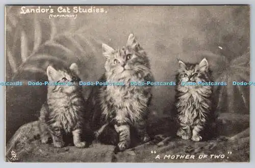 R749456 A Mother of Two Landor Cat Studies Raphael Tuck and Sons Series 862