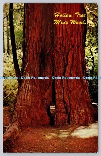 R745972 Muir Woods Hollow Tree E F Clements Mike Roberts