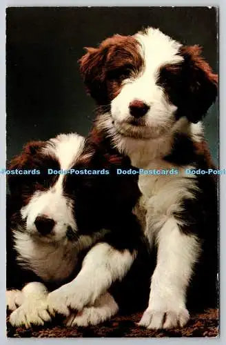 R745992 Two Puppies Photo Precision Limited International Colourmaster