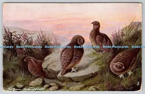 R748688 Red Grouse The Down of the 12 Tuck Oilette British Game 6387