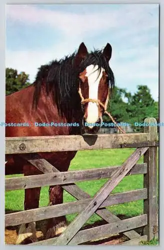 R750096 Brown Horse J Salmon Ltd Postkarte