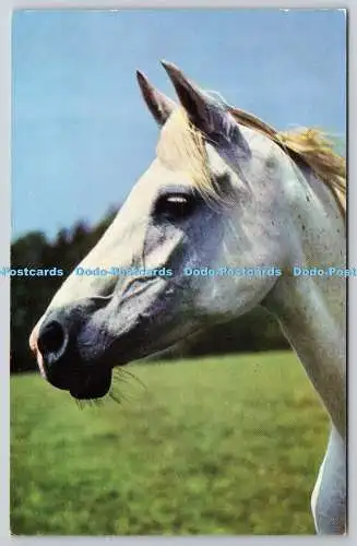 R750097 White Horse J Salmon Ltd Postkarte