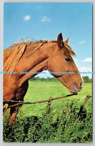 R750099 Brown Horse J Salmon Ltd Postkarte