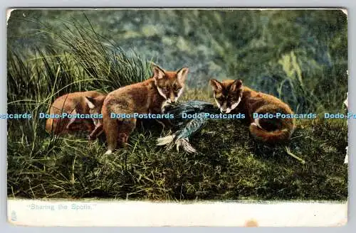 R751787 Sharing the Spoils Animal Life Raphael Tuck and Sons Photochrome Serie