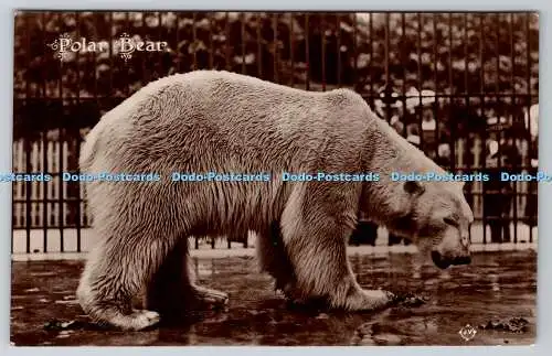 R754509 Zoo White Bear Valentines Zoo 1916